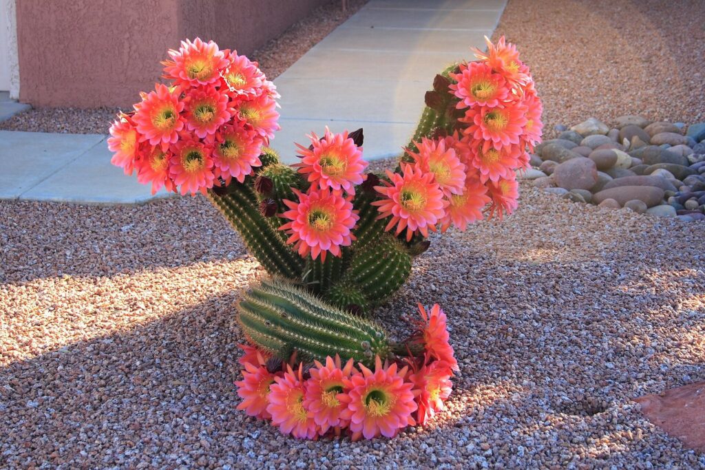 A cactus covered in bright pink and orange blossoms beside a gravel yard and walkway in Sun City West, Arizona