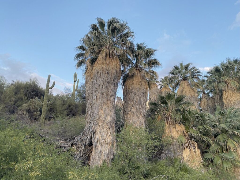 A grove of shaggy California fan palms beside a tall saguaro at a desert spring along Castle Creek