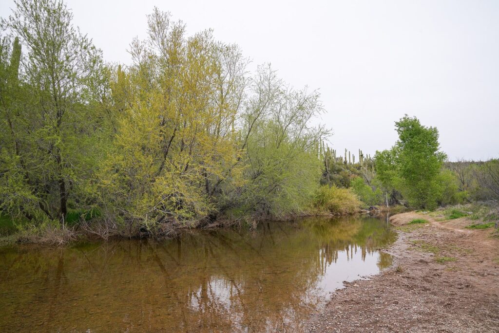 Cave Creek running shallow and brown beneath green cottonwoods, with saguaros on the slope behind