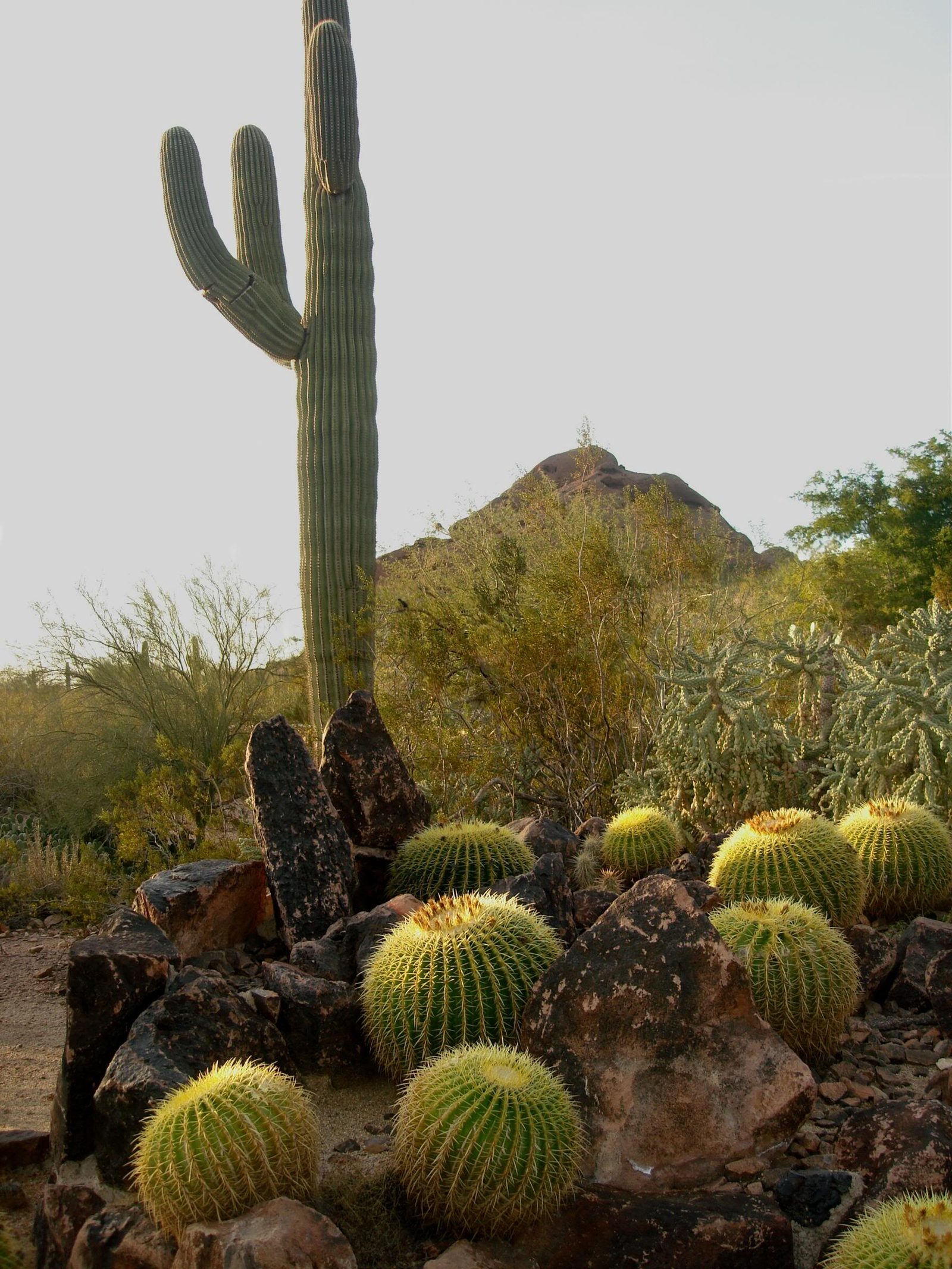 A tall saguaro rising behind golden barrel cacti and dark volcanic rocks at the Desert Botanical Garden, with a red Papago Park butte in the background