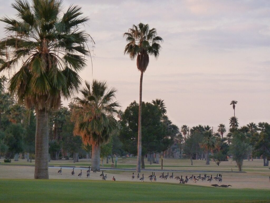 Tall palms around a fairway at Encanto Golf Course in Phoenix at dusk