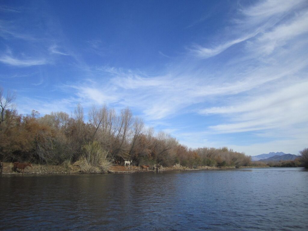The Lower Salt River flowing past leafless cottonwoods and willows under a blue sky with wispy clouds
