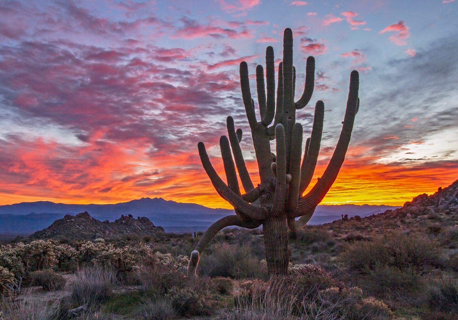 Best Time to Visit Phoenix: Month-by-Month Guide