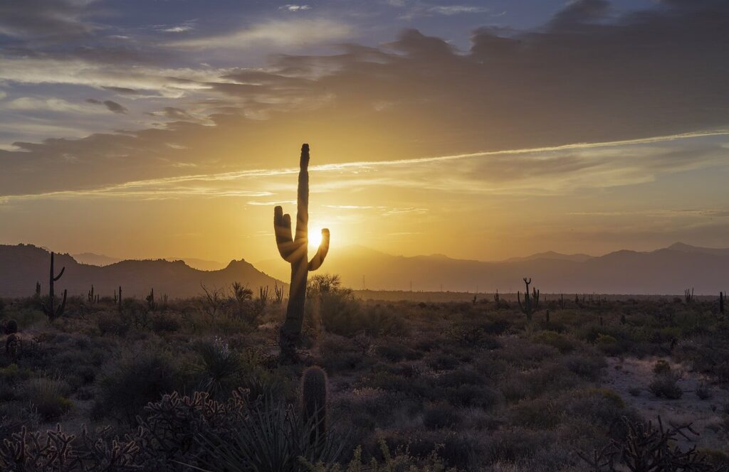 The sun rising behind a saguaro cactus over the desert on a hazy summer morning near Phoenix, with streaks of cloud across the sky
