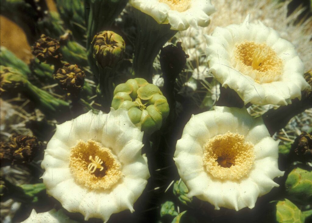 Close-up of creamy white saguaro blossoms with yellow centers among green buds on top of a saguaro cactus