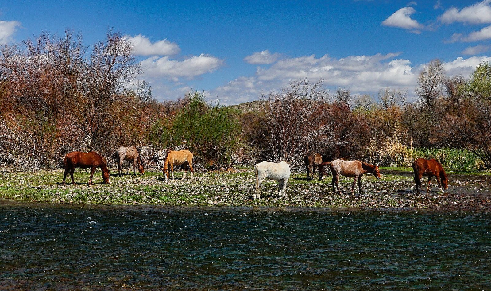 Wild horses grazing on the grassy bank of the Salt River with trees and desert hills behind