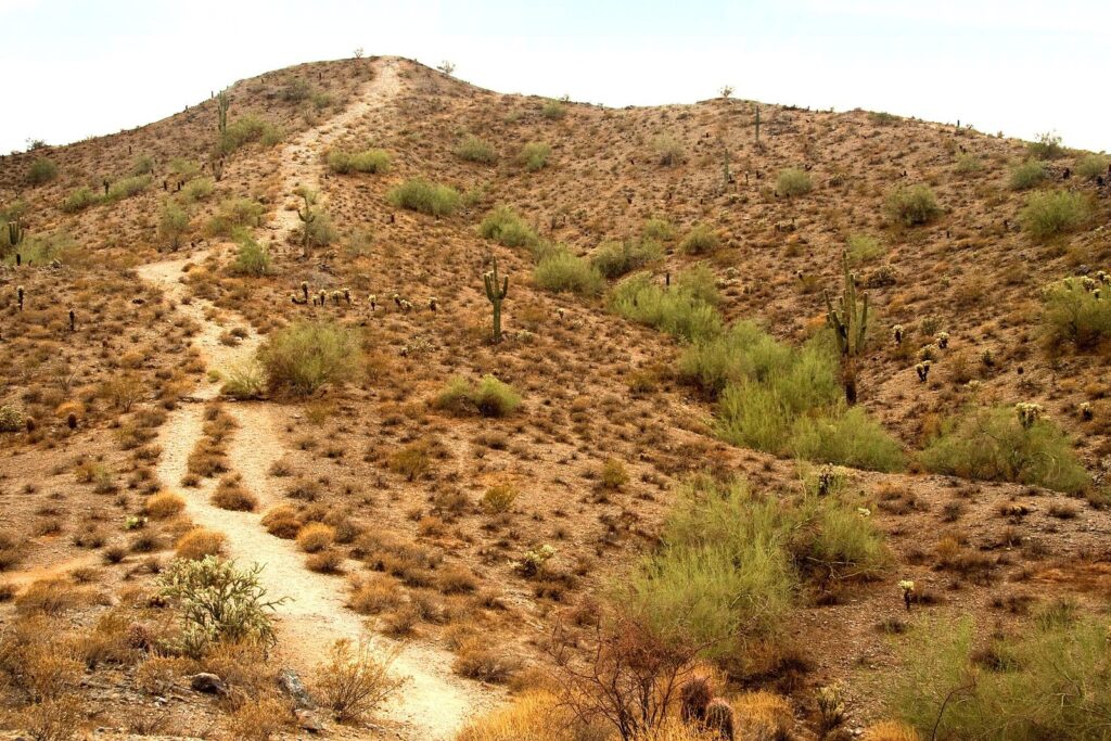 A narrow dirt trail climbing a dry, saguaro-dotted hillside in South Mountain Park under a pale sky