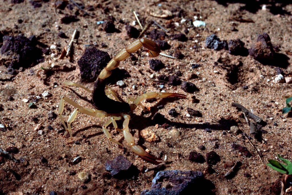 A pale tan Arizona bark scorpion on reddish desert soil and gravel