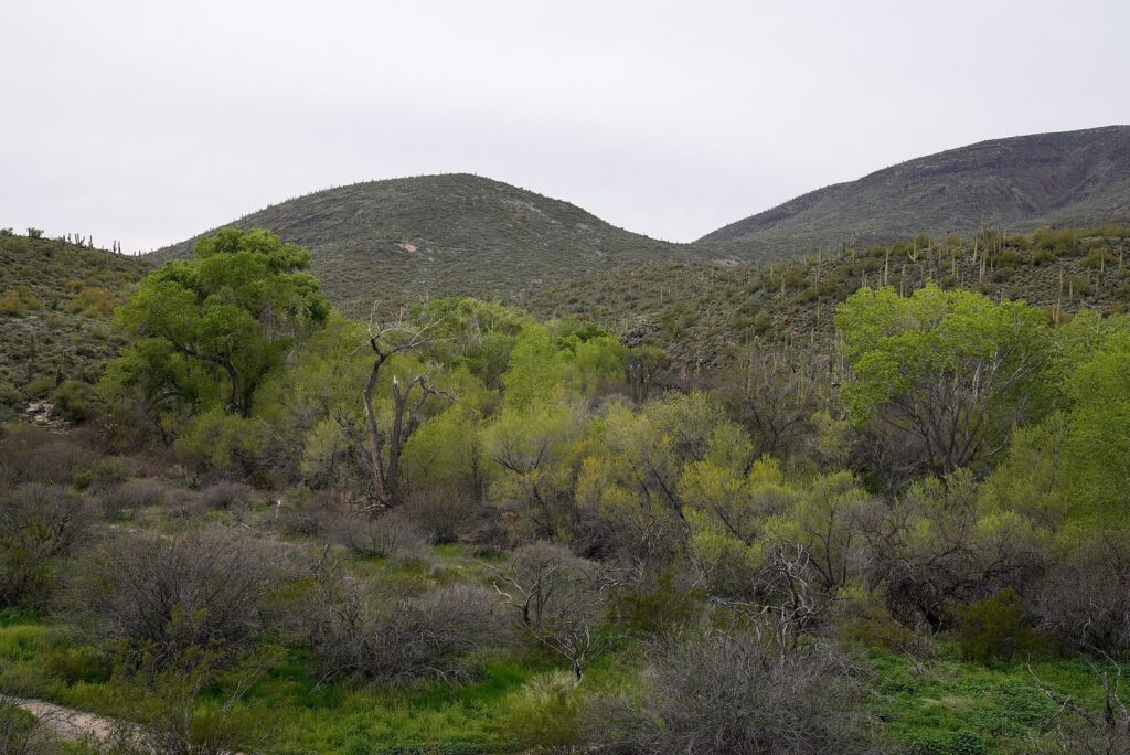 Green cottonwood trees along Cave Creek with saguaro-covered hills behind
