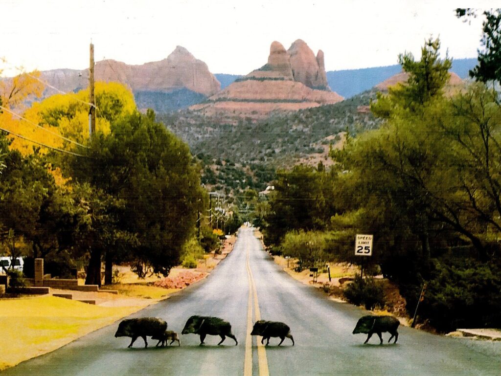 A group of javelina crossing a paved road lined with trees, with red rock buttes in the distance