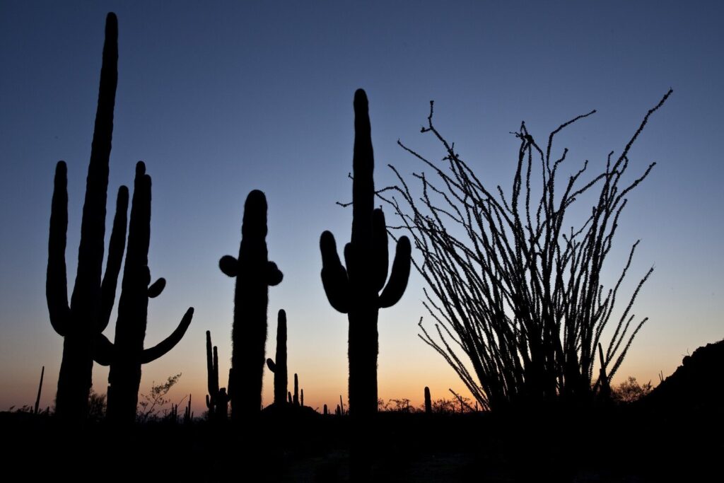 Saguaros and an ocotillo silhouetted against an orange and blue sky after sunset in the Arizona desert
