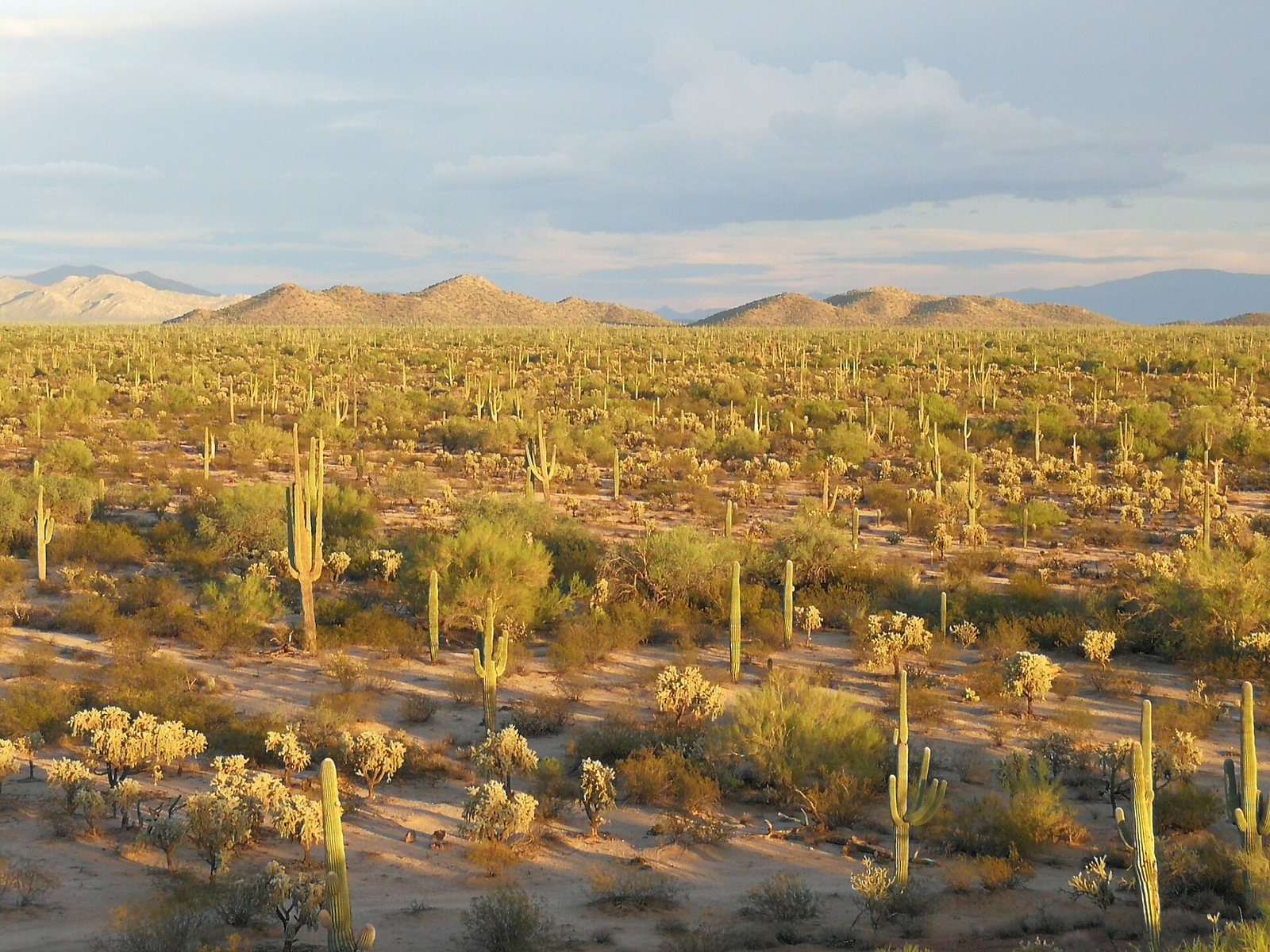 Desert Tours and Adventure in Phoenix and Scottsdale