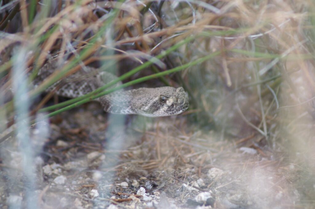 A western diamondback rattlesnake partly hidden among dry grass and gravel